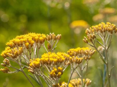 Helichrysum Flower