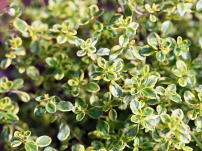 Thyme